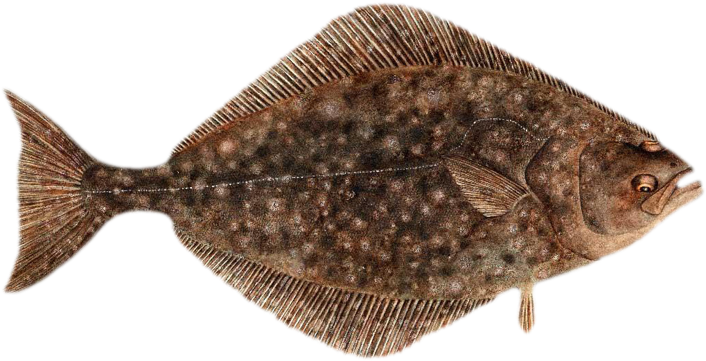 Brown Flounder Fish Illustration PNG Image