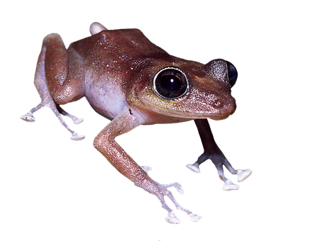 Brown Frog Black Background PNG Image