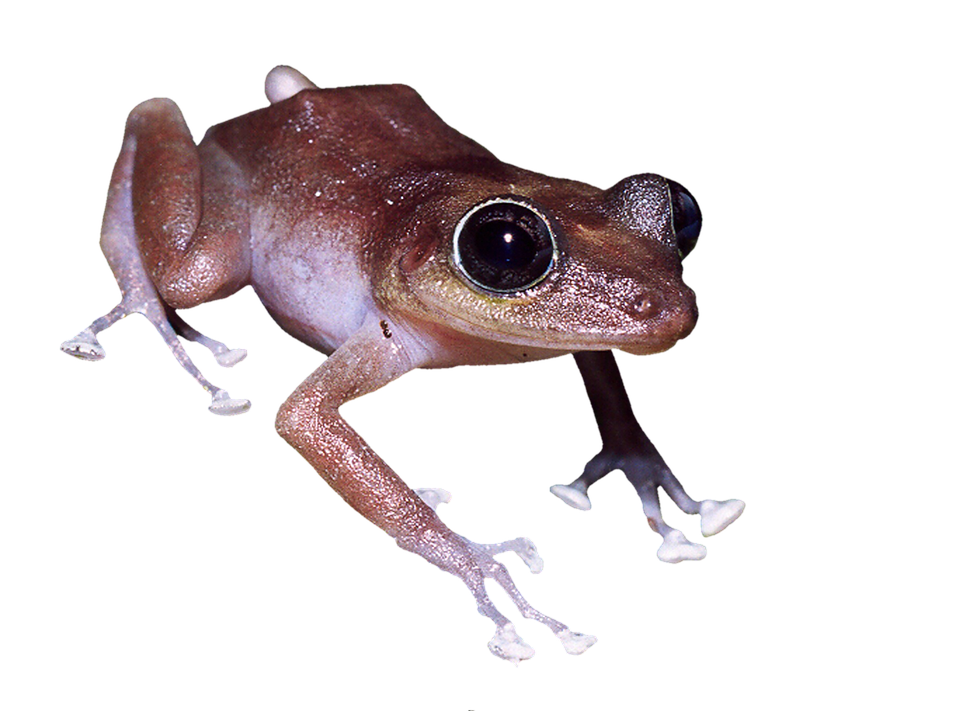 Brown Frog Close Up PNG Image