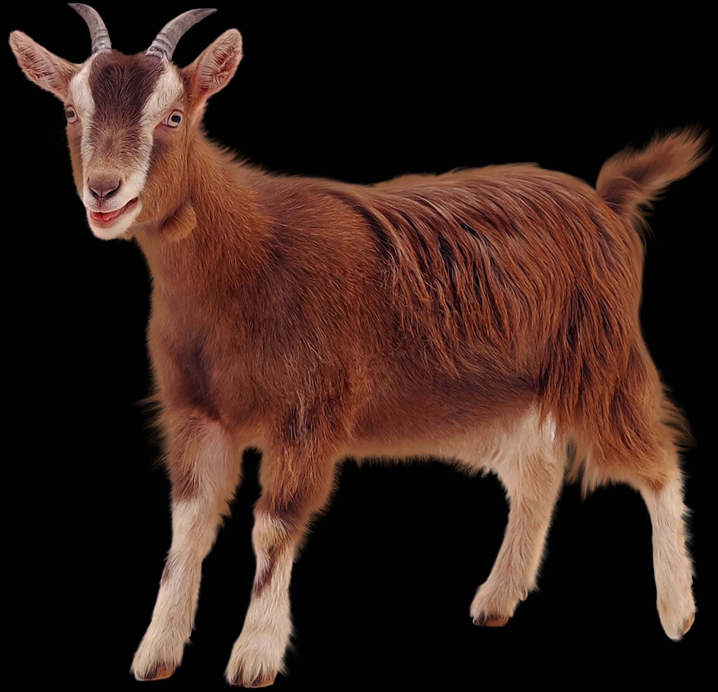 Brown Goat Portrait Isolated PNG Image