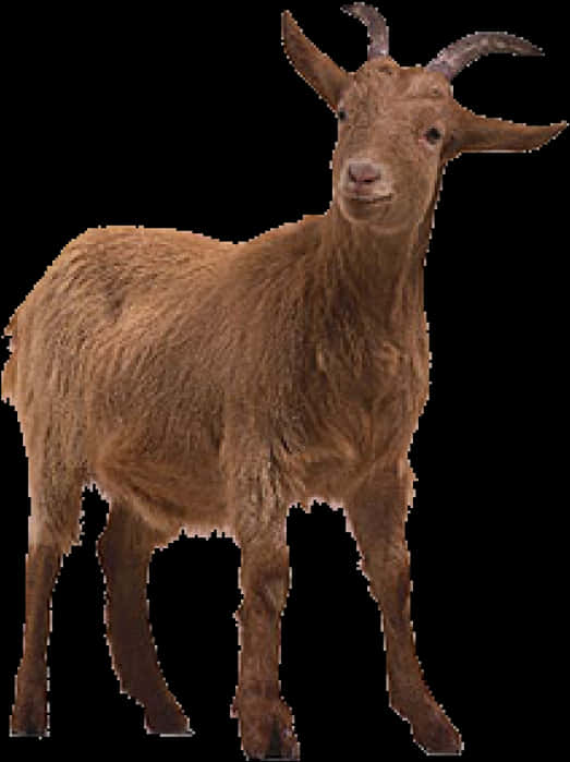 Brown Goat Standing Transparent Background PNG Image