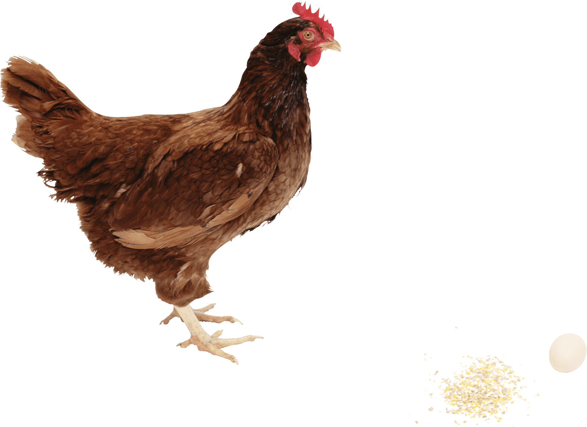 Brown Hen Laying Egg PNG Image