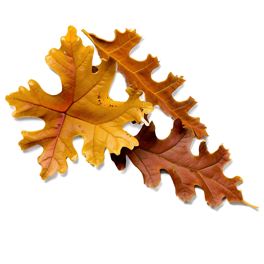 Brown Oak Leaf Fall Png 96 PNG Image