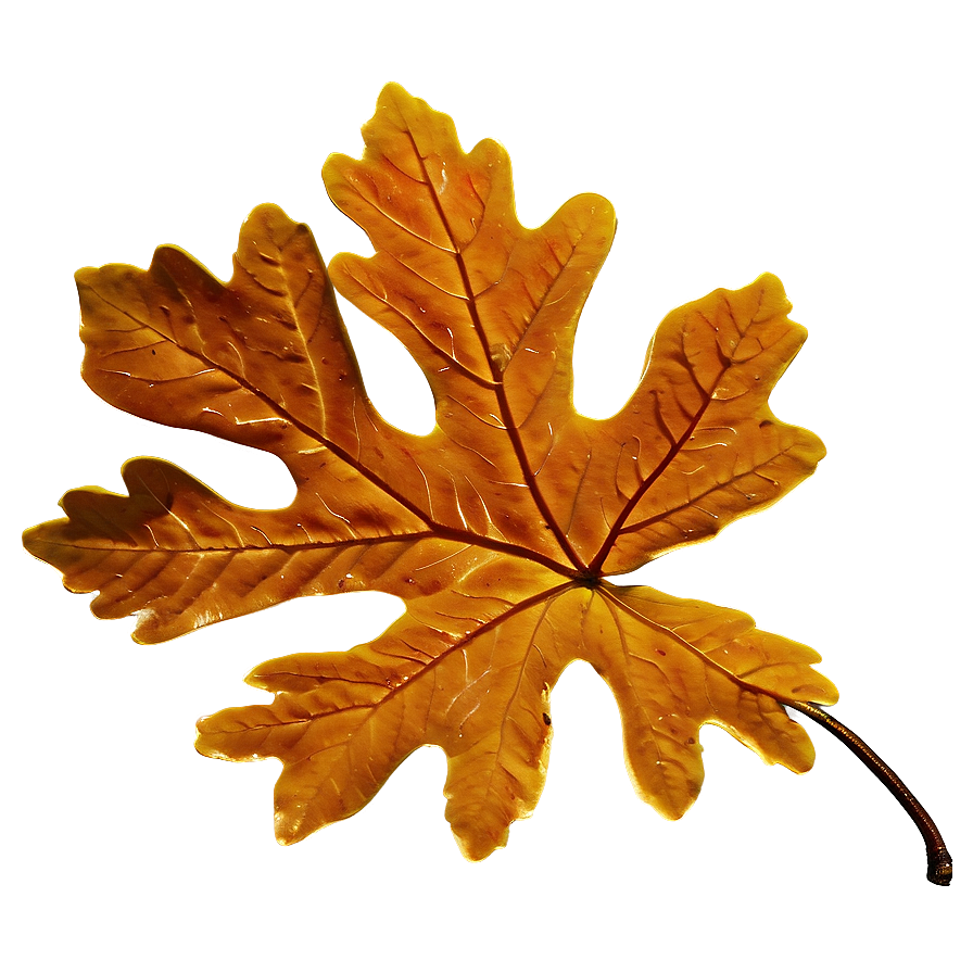 Brown Oak Leaf Fall Png Ias PNG Image