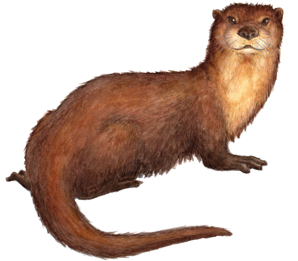 Brown Otter Illustration.png PNG Image