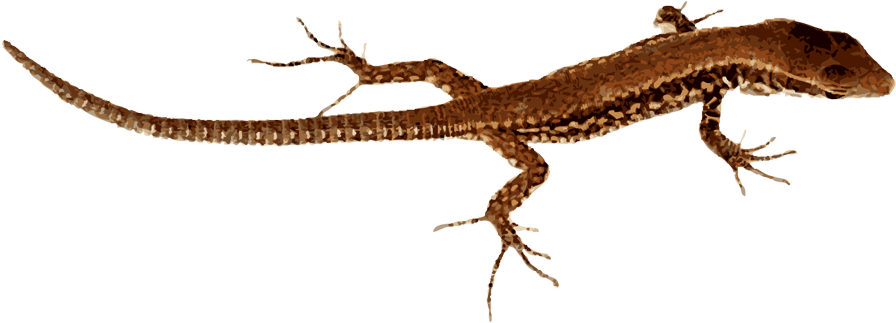 Brown Patterned Lizard Isolated PNG Image