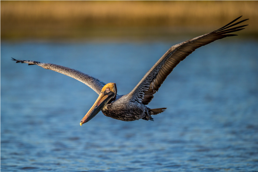 Brown Pelican In Flight.jpg PNG Image