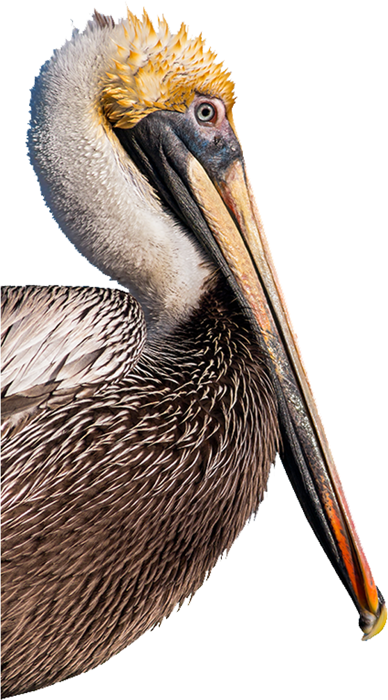 Brown Pelican Portrait.png PNG Image