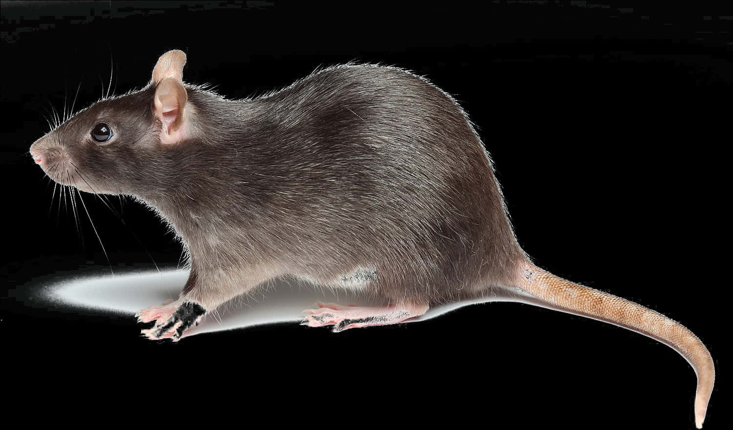 Brown Rat Profileon Black Background PNG Image