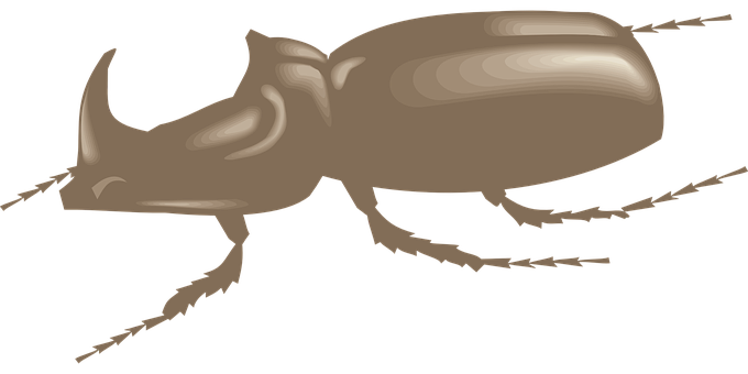 Brown Rhinoceros Beetle Illustration PNG Image