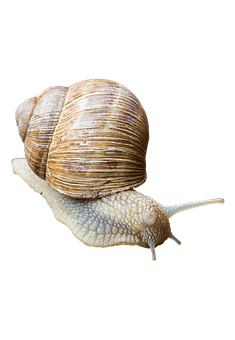 Brown Snail Black Background PNG Image