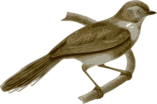 Brown Sparrow Illustration PNG Image