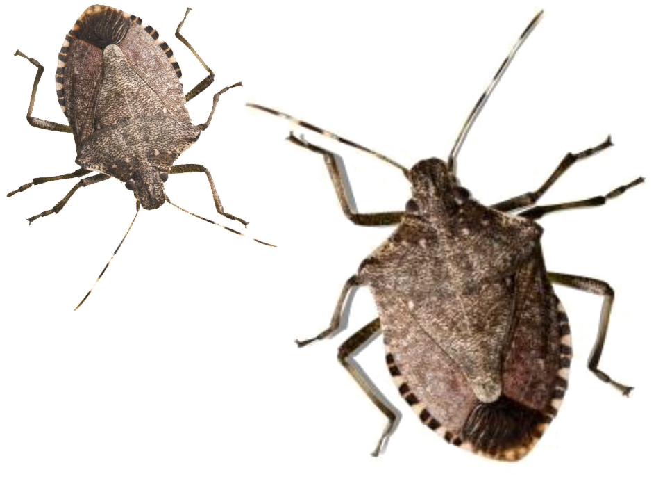 Brown Stink Bugs Isolated PNG Image