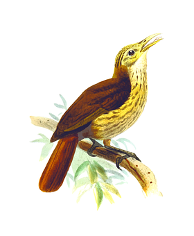 Brown Throated Wren Illustration PNG Image