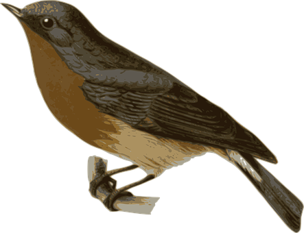 Brown Thrush Illustration PNG Image