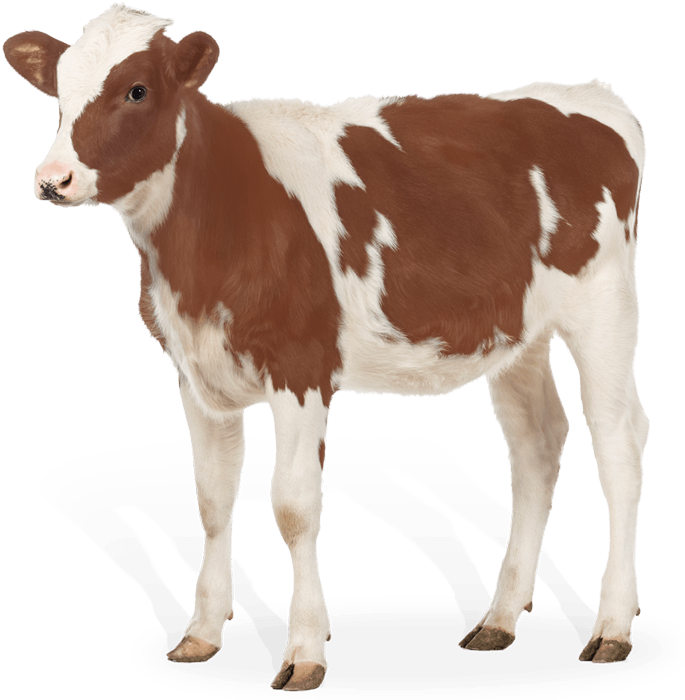 Brown White Calf Standing PNG Image