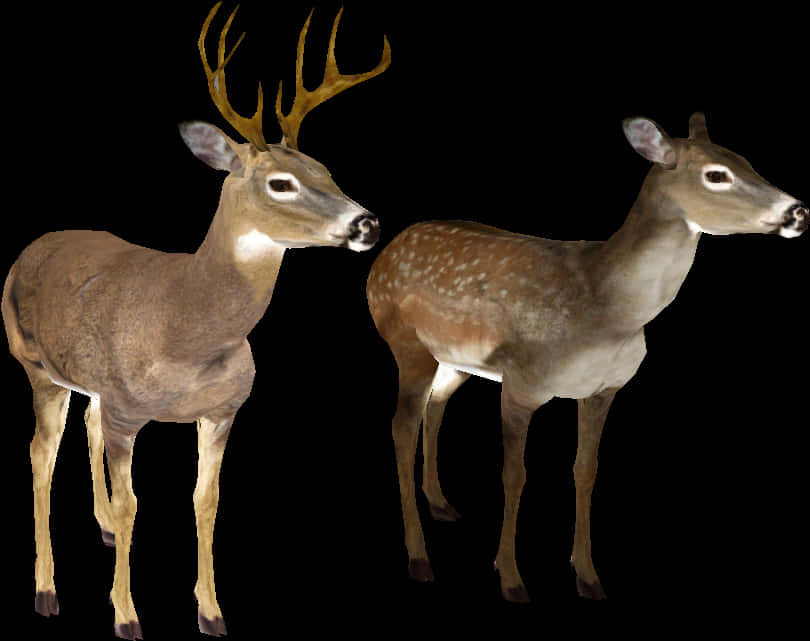 Buckand Doe Transparent Background PNG Image