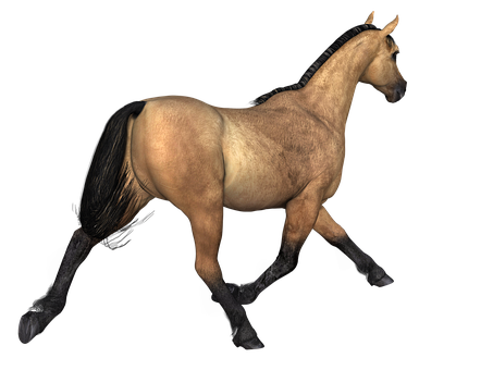 Buckskin Horse Black Background PNG Image