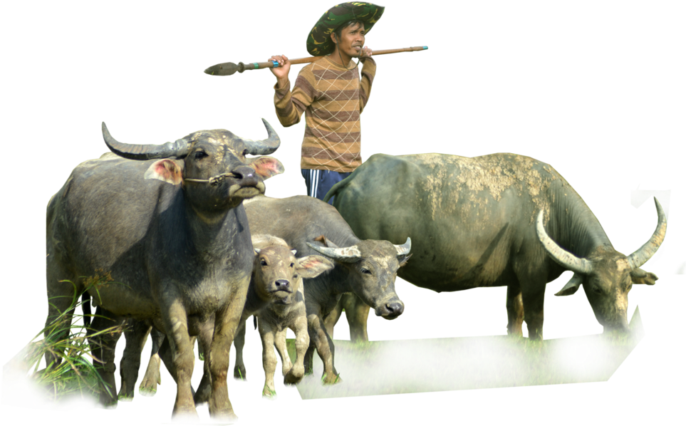 Buffalo Herdwith Farmer PNG Image