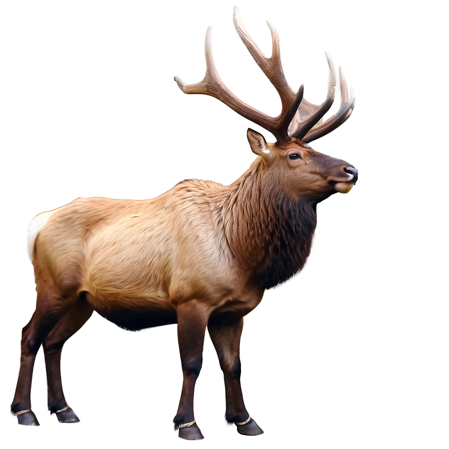 Bull Elk Png 05242024 PNG Image