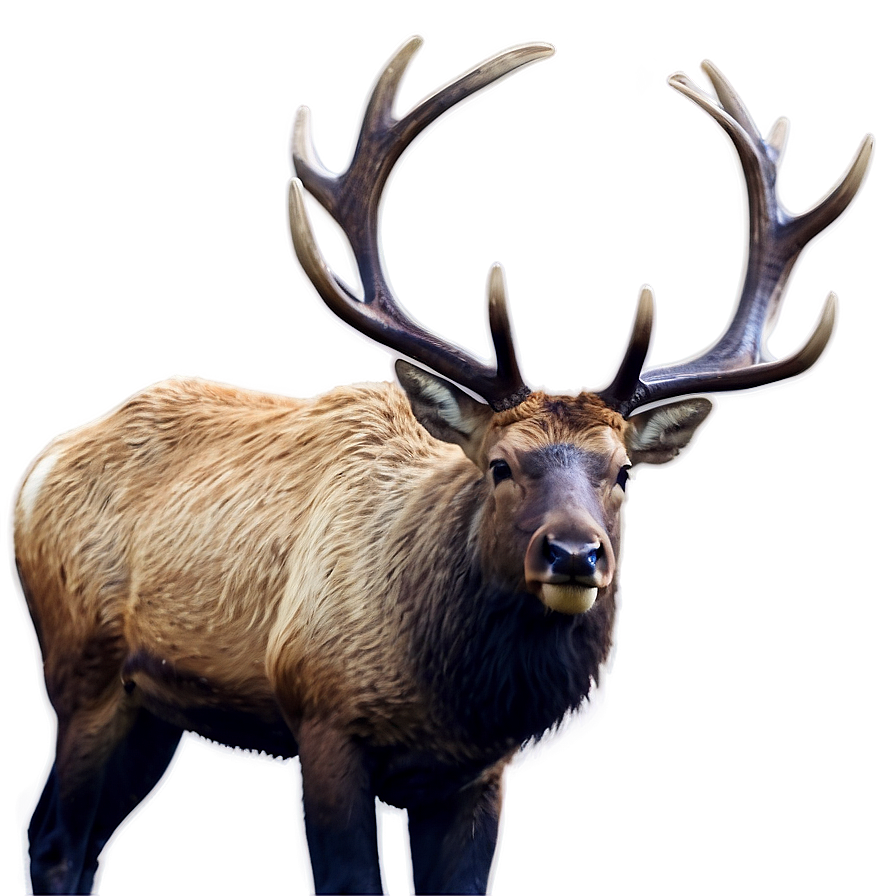 Bull Elk Png Tqu2 PNG Image