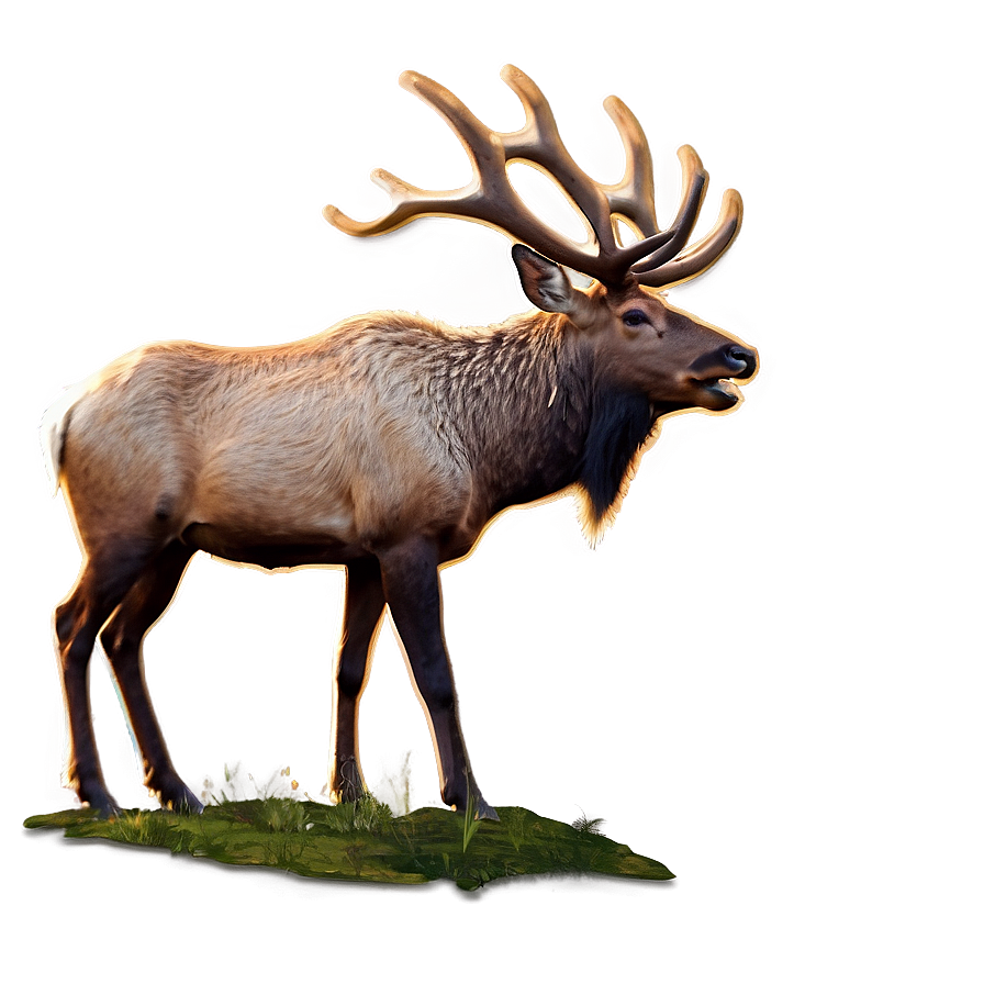 Bull Elk Png Tsk77 PNG Image