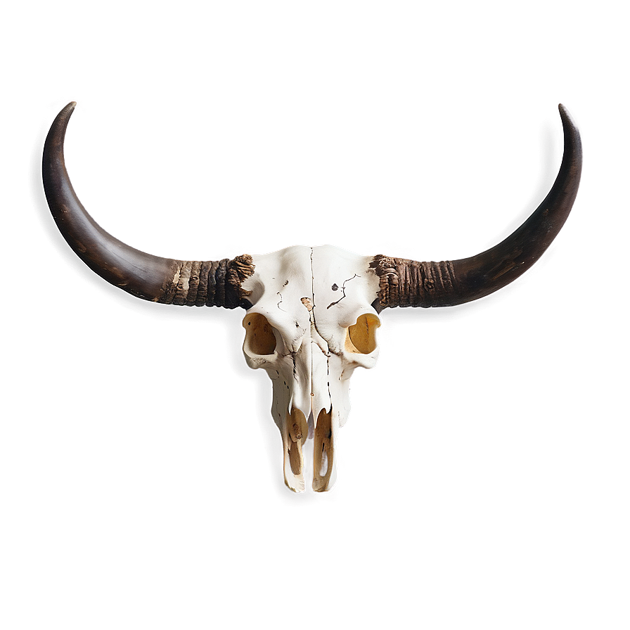 Bull Skull B PNG Image