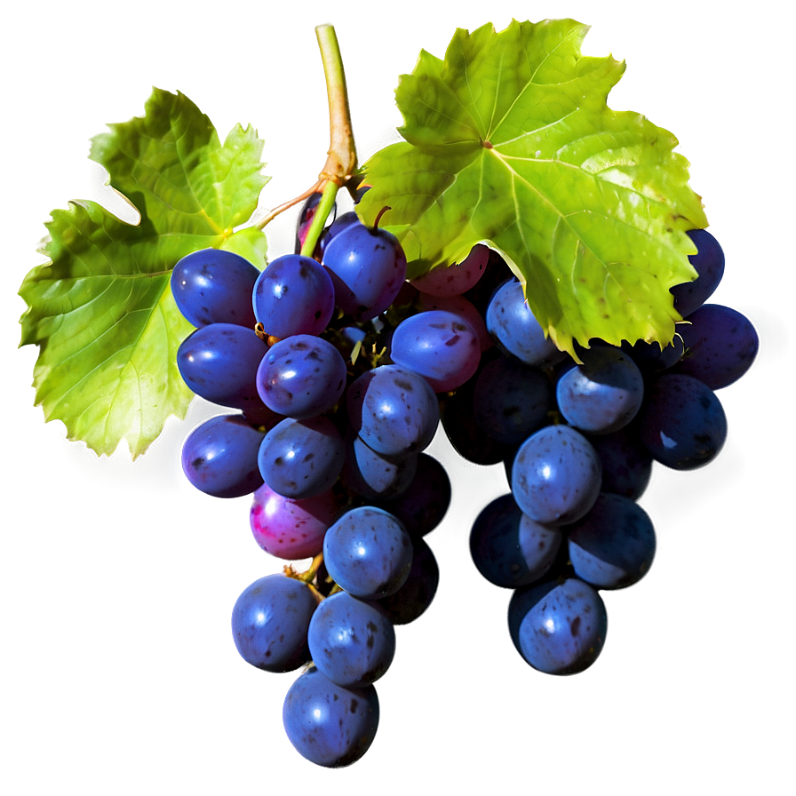 Bunch Of Grapes Png 82 PNG Image