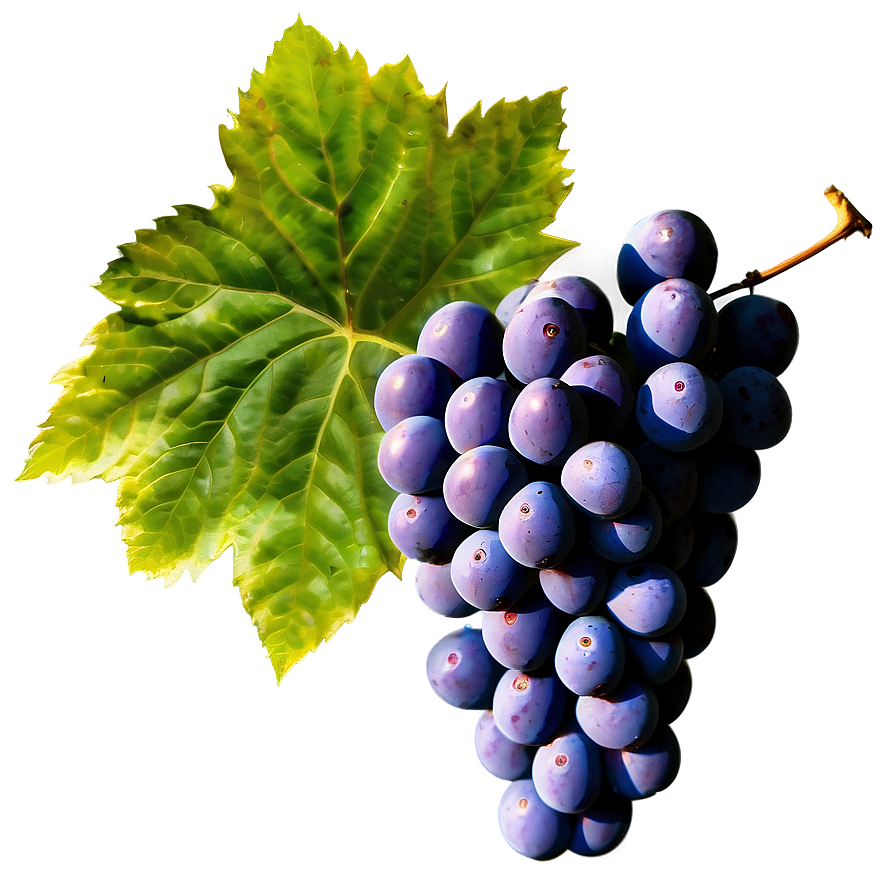 Bunch Of Grapes Png Gsf96 PNG Image