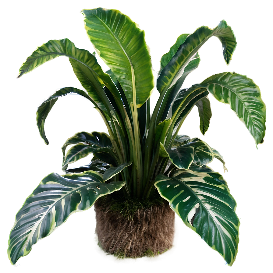 Bushy Plants Png Bar PNG Image