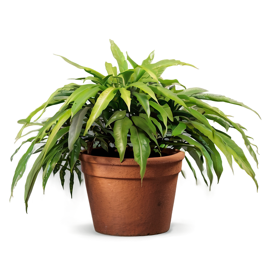 Bushy Plants Png Fjt PNG Image