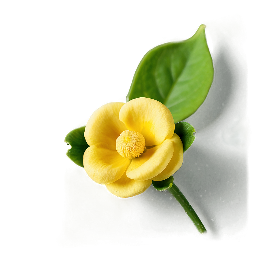 Buttercup Essence Png Ial91 PNG Image