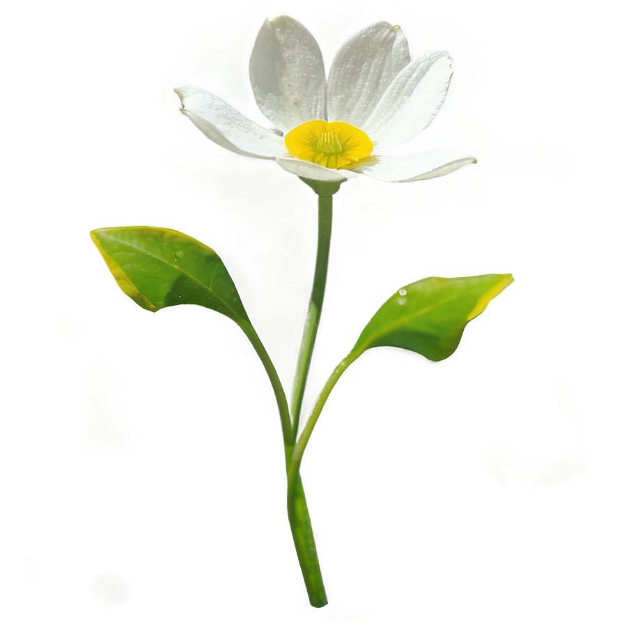 Buttercup In Bloom Png Koj78 PNG Image