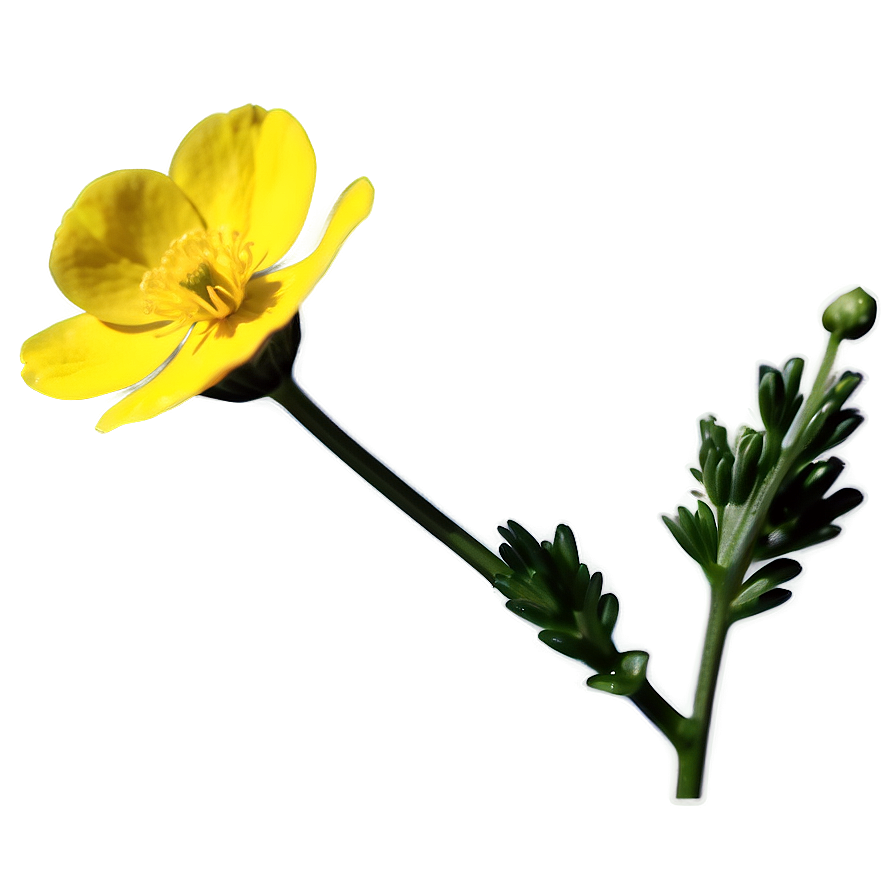 Buttercup Macro Png Bao51 PNG Image