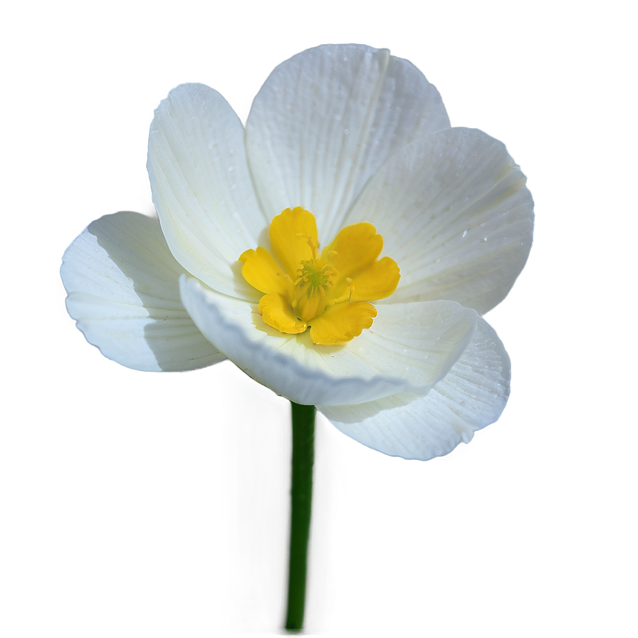 Buttercup Macro Png Bmn37 PNG Image