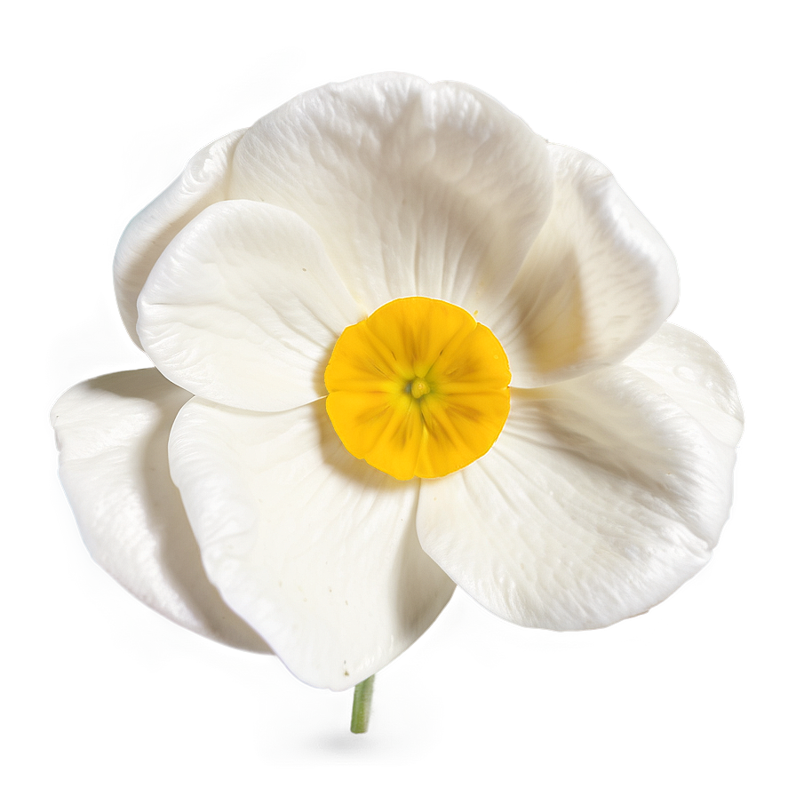 Buttercup Petal Closeup Png 46 PNG Image