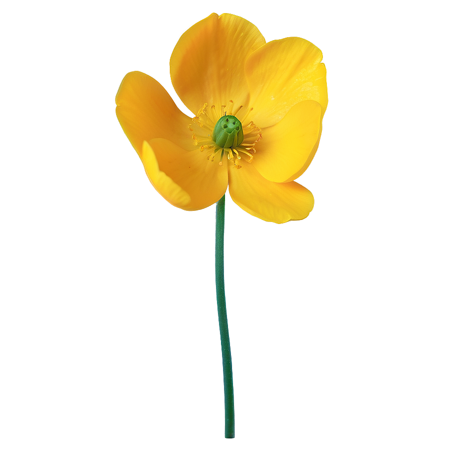 Buttercup Petal Closeup Png Qrk PNG Image