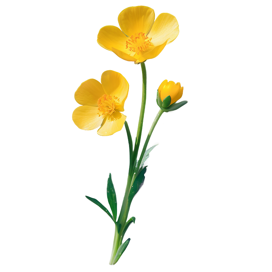 Buttercup Sunshine Png Dif41 PNG Image