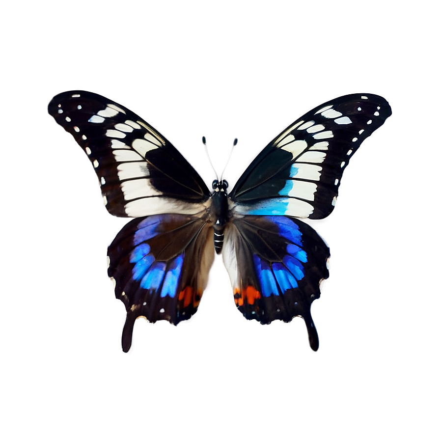 Butterfly Collection Set Png Hsb6 PNG Image