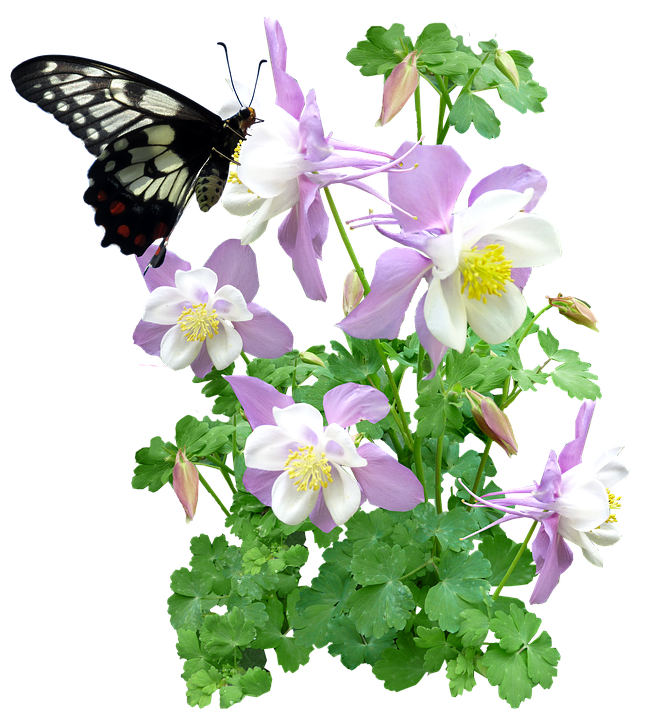 Butterfly_on_ Columbine_ Flowers PNG Image