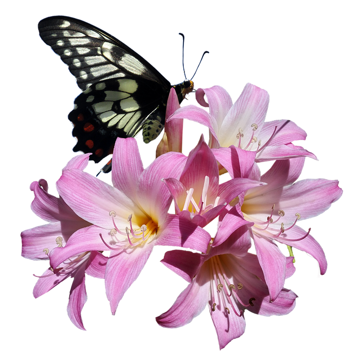 Butterfly_on_ Pink_ Lilies.png PNG Image