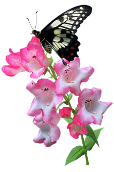 Butterfly_ Perched_on_ Pink_ Flowers PNG Image