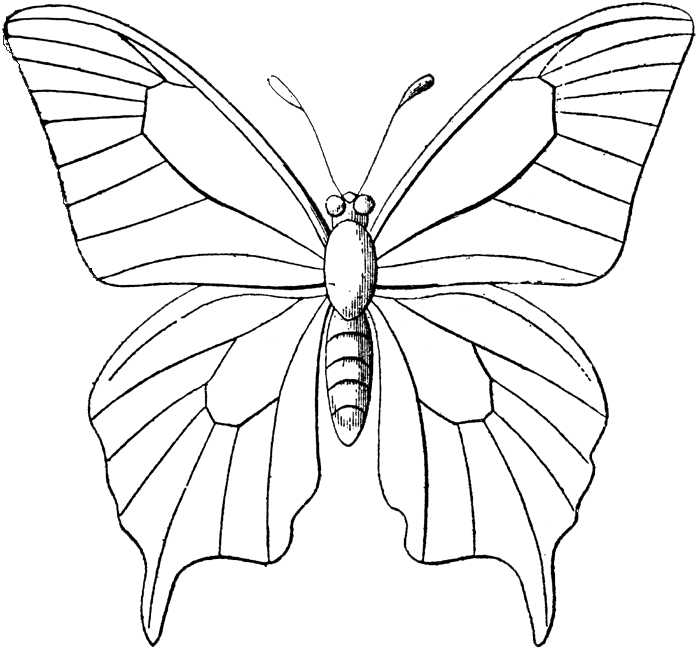 Butterfly Sketch Outline.png PNG Image