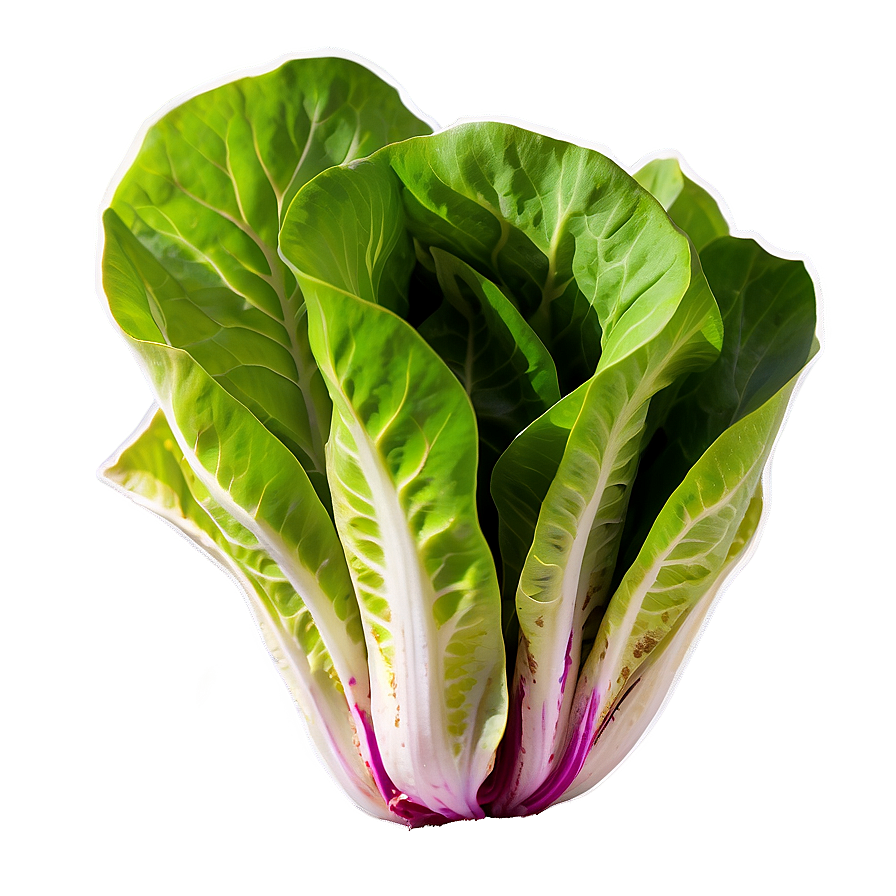 Butterhead Lettuce Png Xtg27 PNG Image