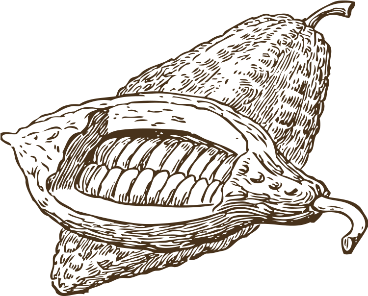 Cacao Podand Beans Sketch PNG Image