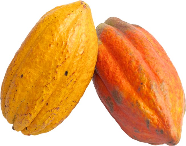 Cacao Pods Yellowand Red PNG Image