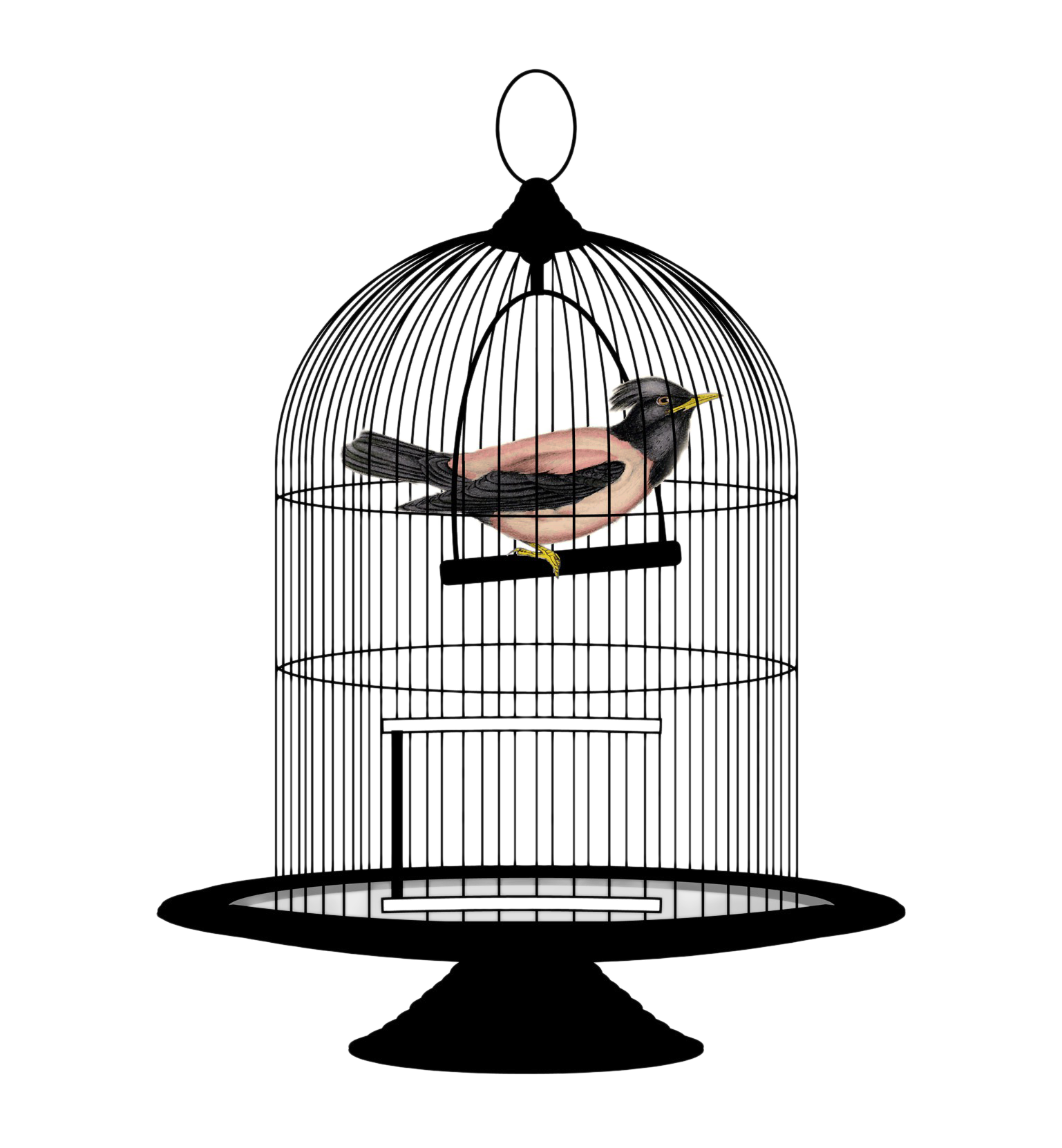 Caged Bird Illustration PNG Image