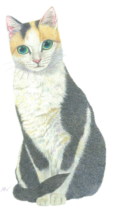 Calico Cat Illustration.png PNG Image