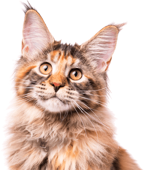 Calico Cat Portrait PNG Image