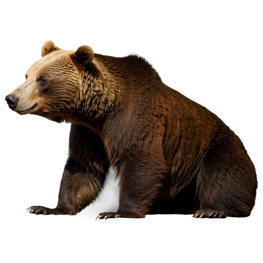 California Bear In The Desert Png 06262024 PNG Image